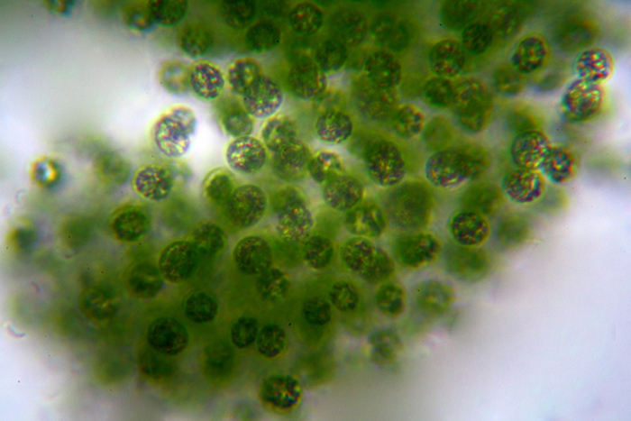 Acqua melmosa - Microcystis?